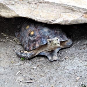 Meet your Posher, Ruby